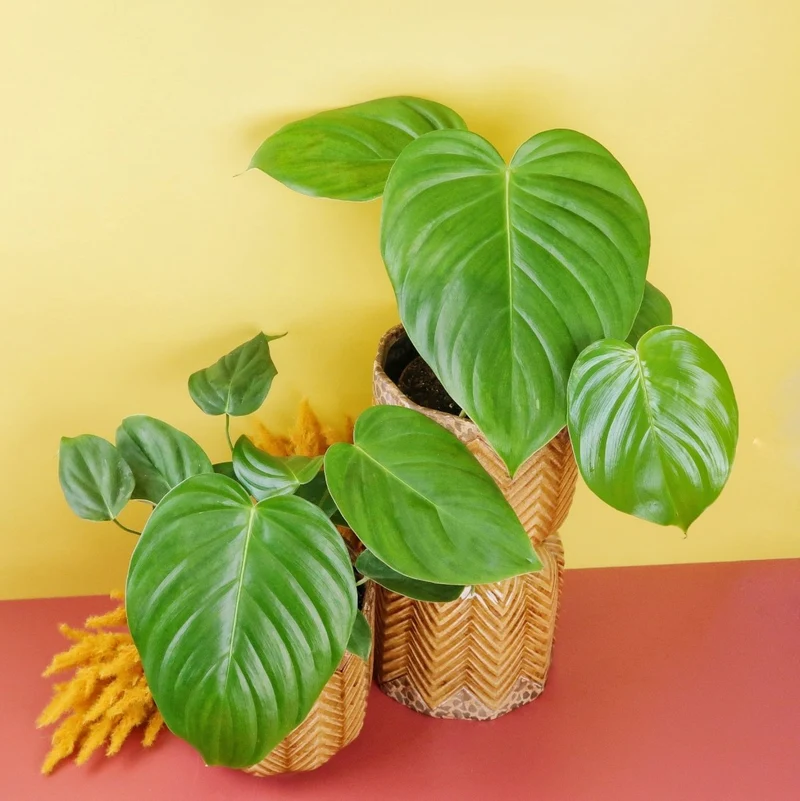 PHILODENDRON GRANDIPES
