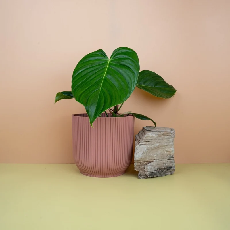 PHILODENDRON GRANDIPES