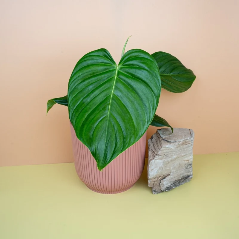 PHILODENDRON GRANDIPES