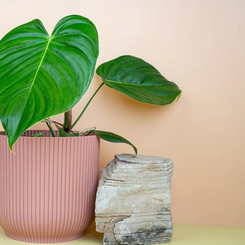PHILODENDRON GRANDIPES