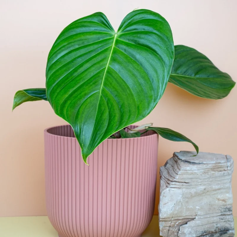 PHILODENDRON GRANDIPES