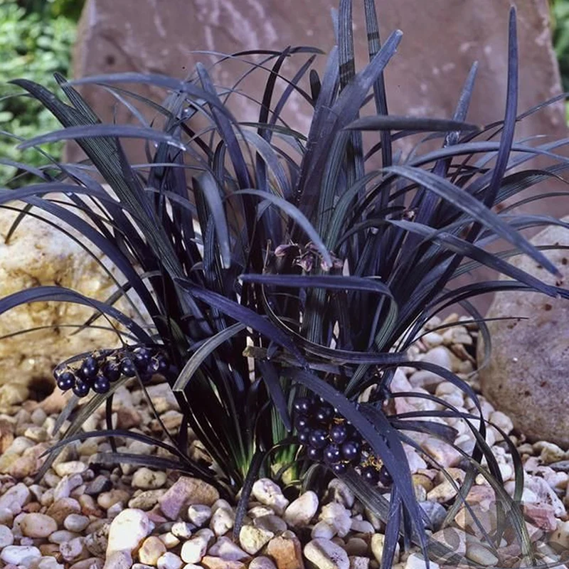 Schwarzer Schlangenbart 'Nigrescens'