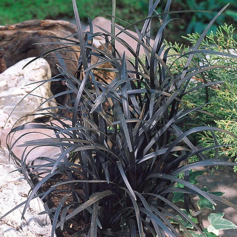 Schwarzer Schlangenbart 'Nigrescens'