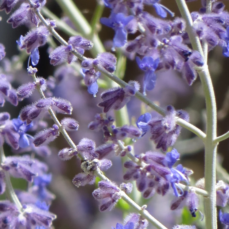 Blauraute 'Blue Spire'