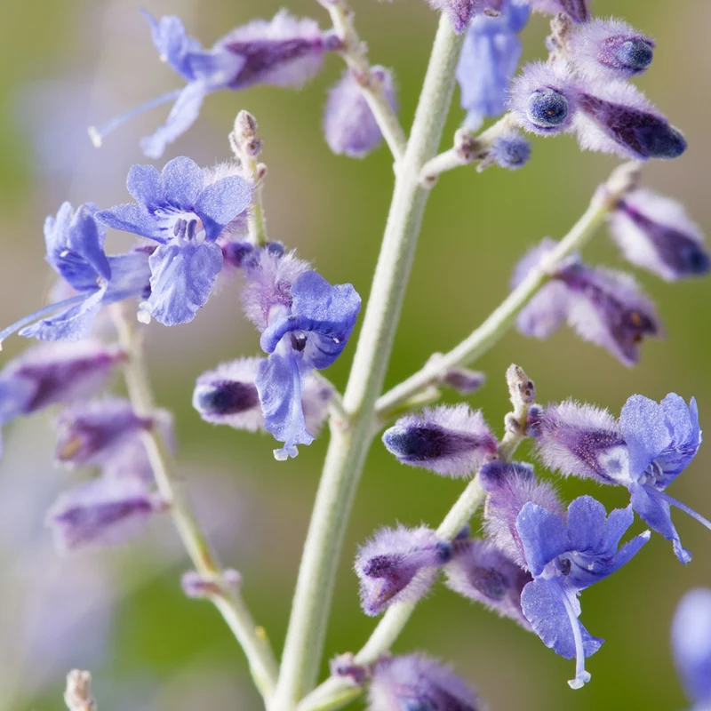 Blauraute 'Blue Spire'