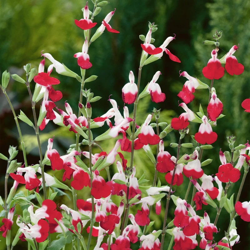 Salbei 'Hot Lips'