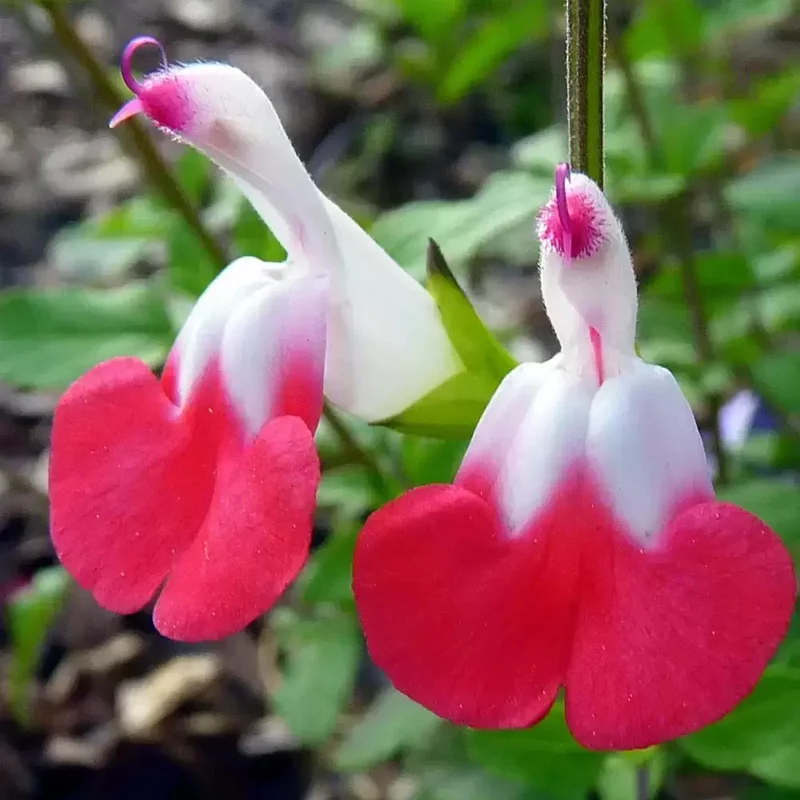 Salbei 'Hot Lips'