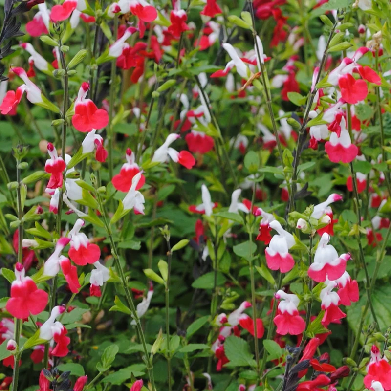 Salbei 'Hot Lips'