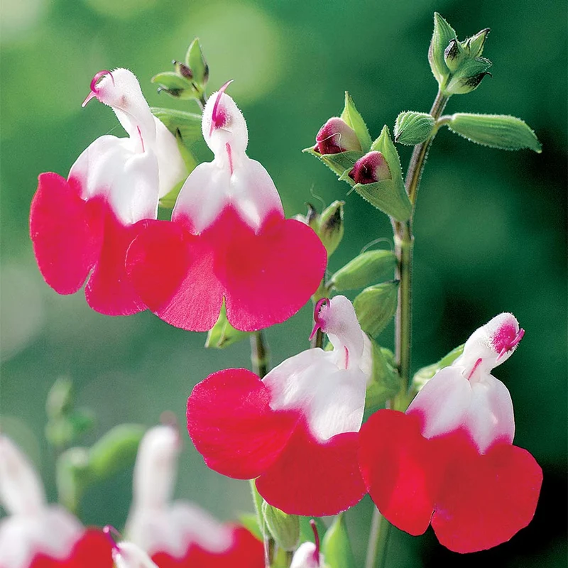 Salbei 'Hot Lips'