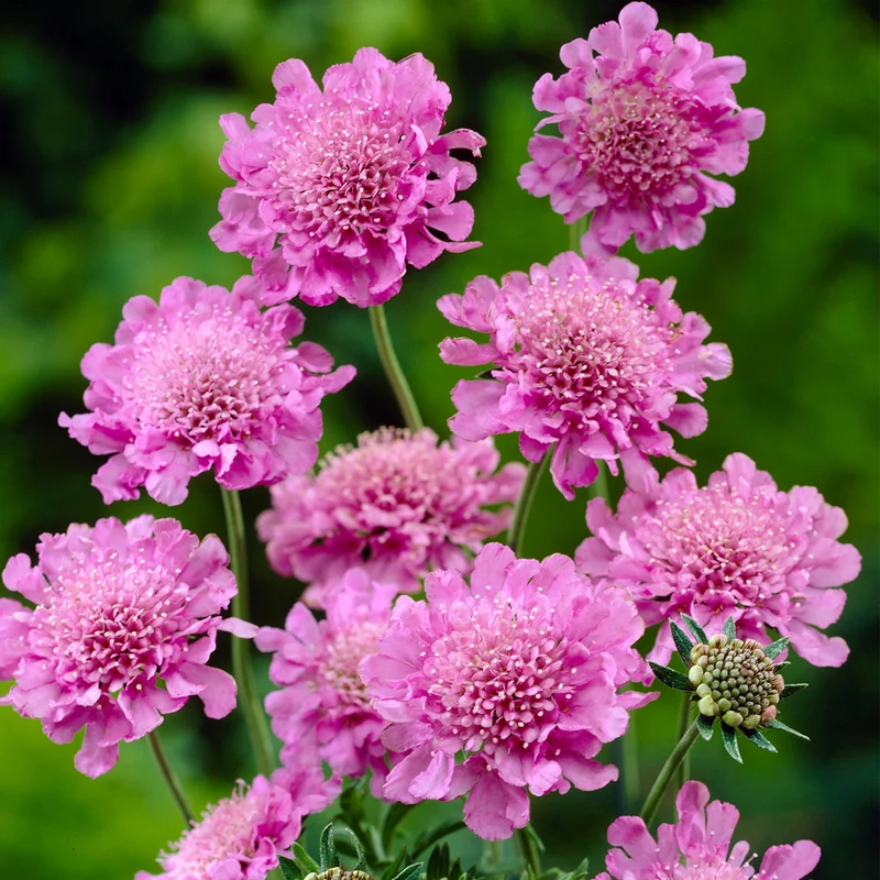 Skabiose 'Pink Mist'