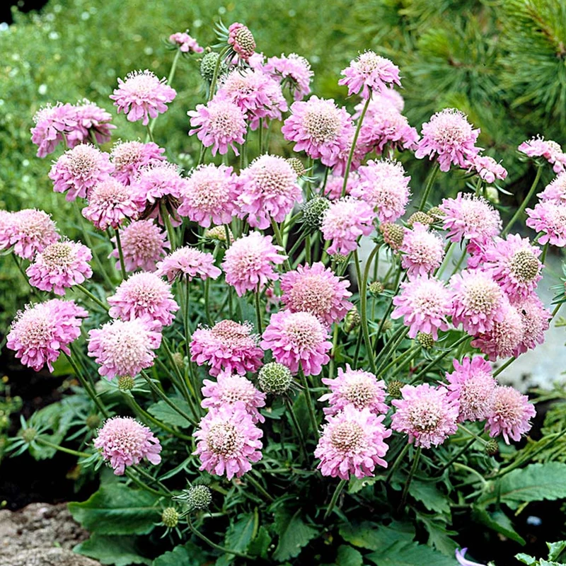 Skabiose 'Pink Mist'