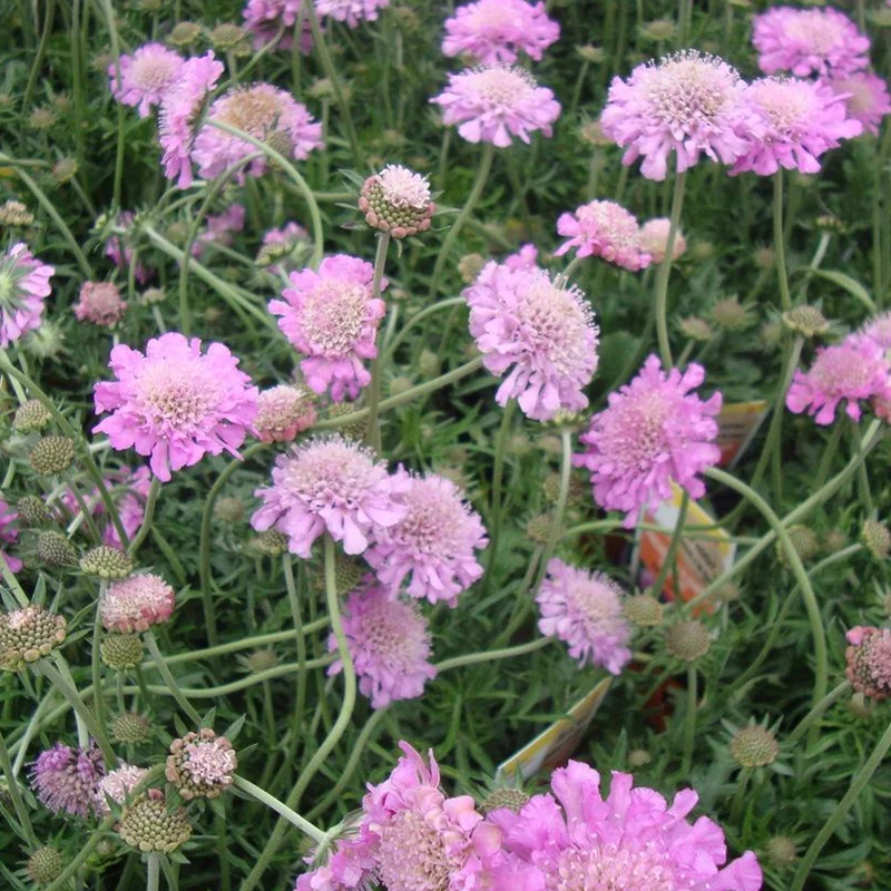 Skabiose 'Pink Mist'