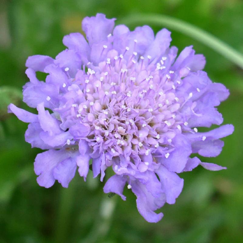 Skabiose 'Butterfly Blue'