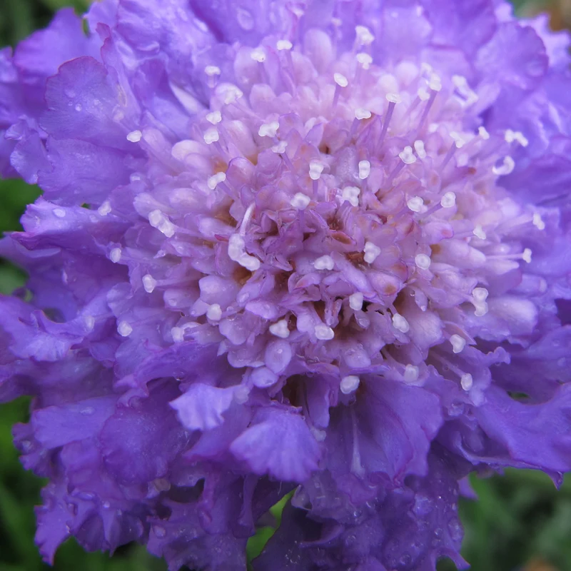 Skabiose 'Butterfly Blue'