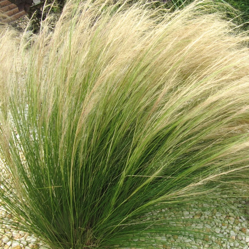 Federgras 'Pony Tails'