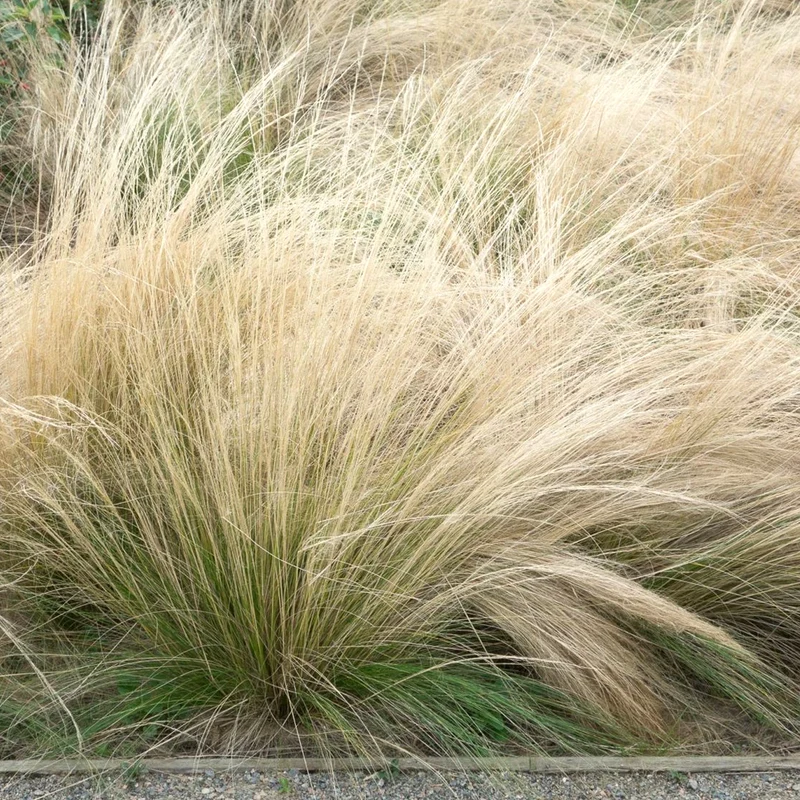 Federgras 'Pony Tails'