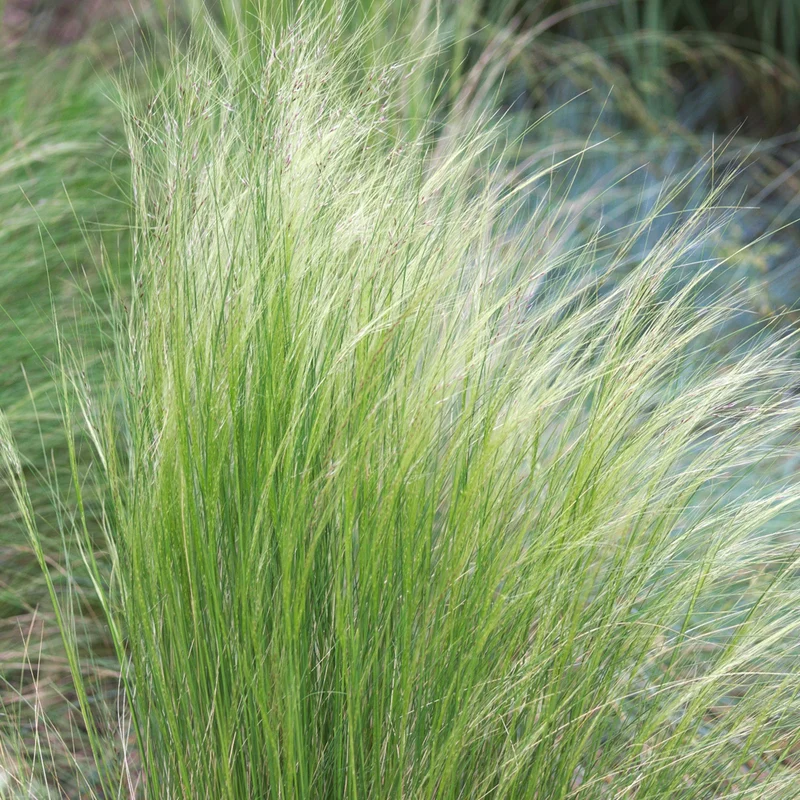 Federgras 'Pony Tails'