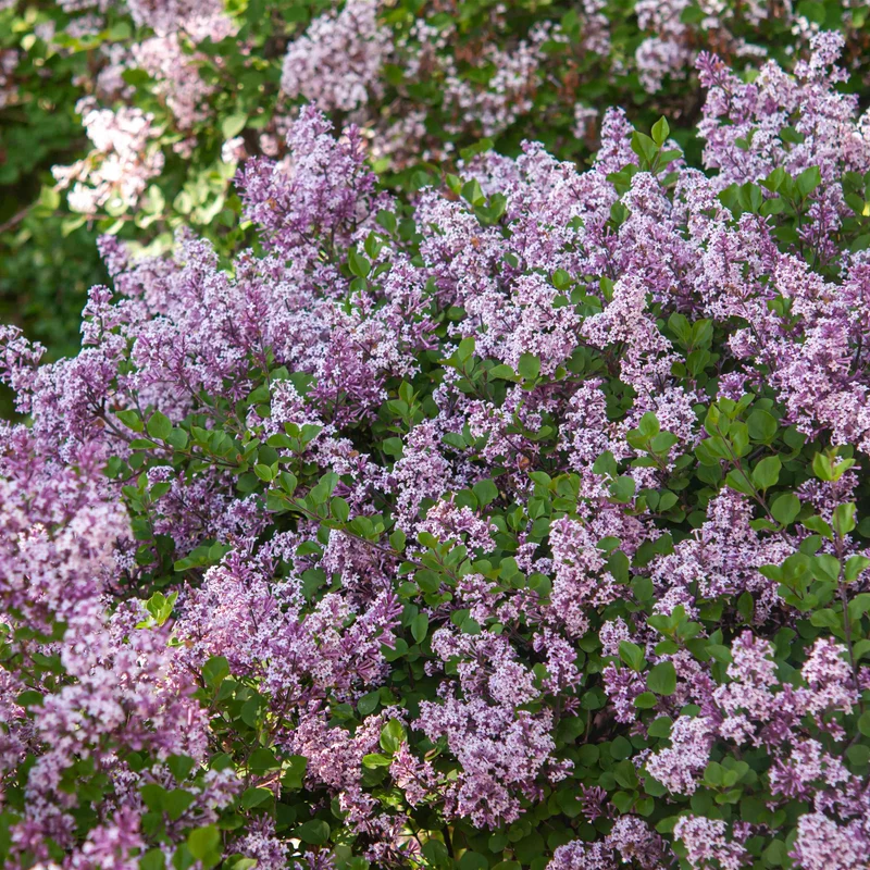 Zwergflieder 'Miss Kim'