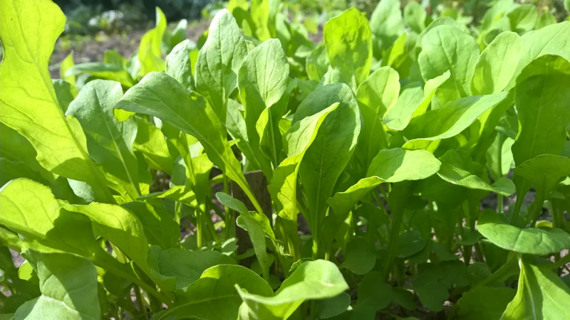 BIO Saatgut Salatrauke Rucola Saatscheibe