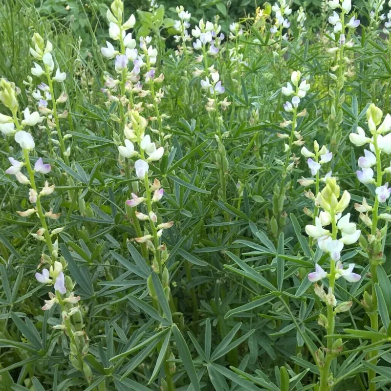 BIO Saatgut Gründüngung Schmalblättrige Lupine