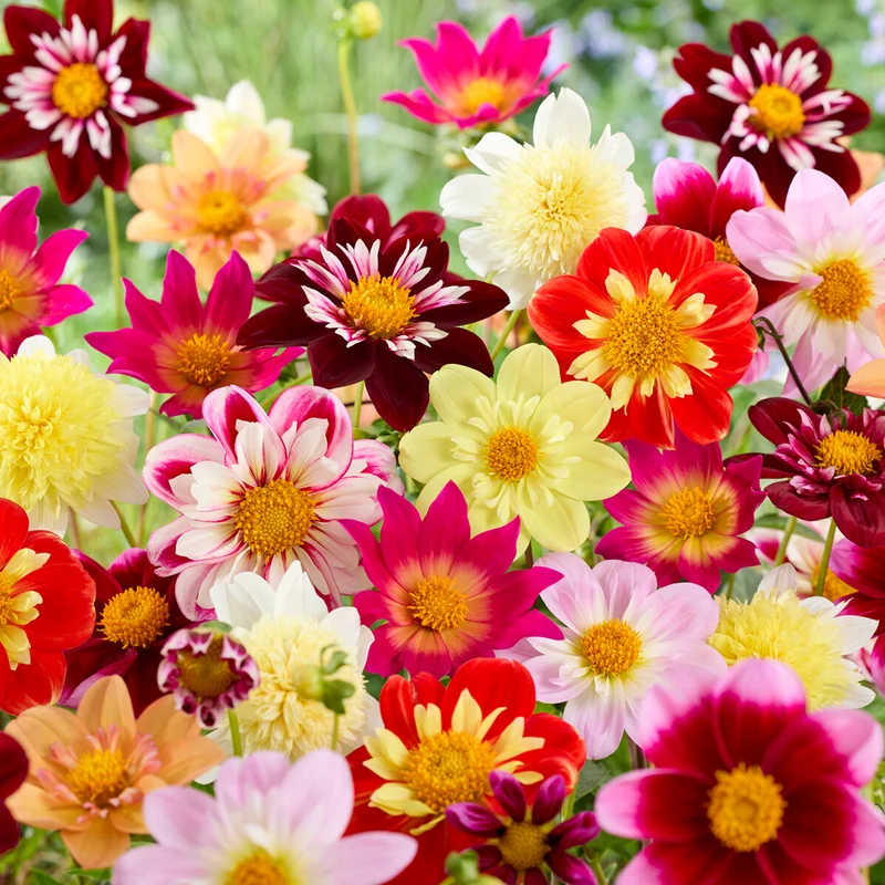 Dahlien-Mix 'Collarette'