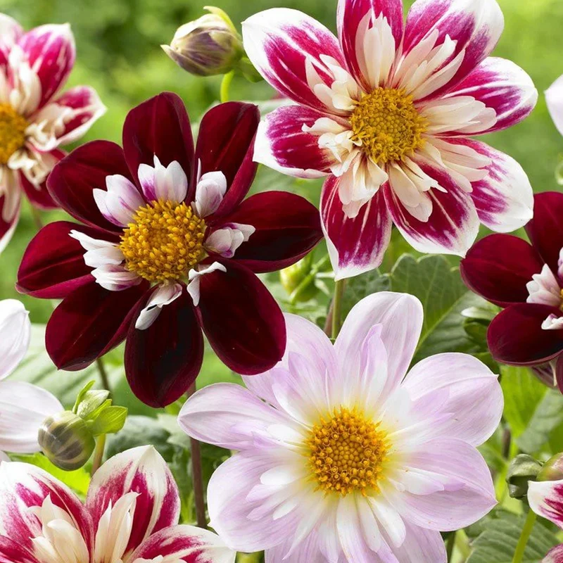 Dahlien-Mix 'Collarette'