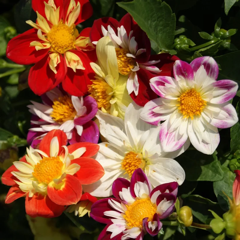 Dahlien-Mix 'Collarette'