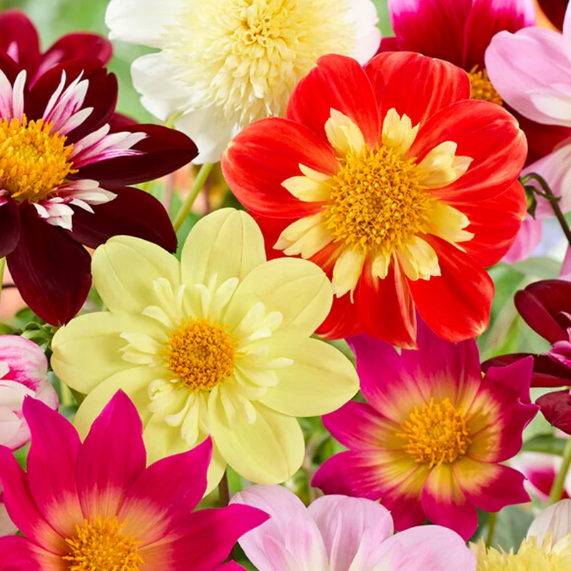 Dahlien-Mix 'Collarette'