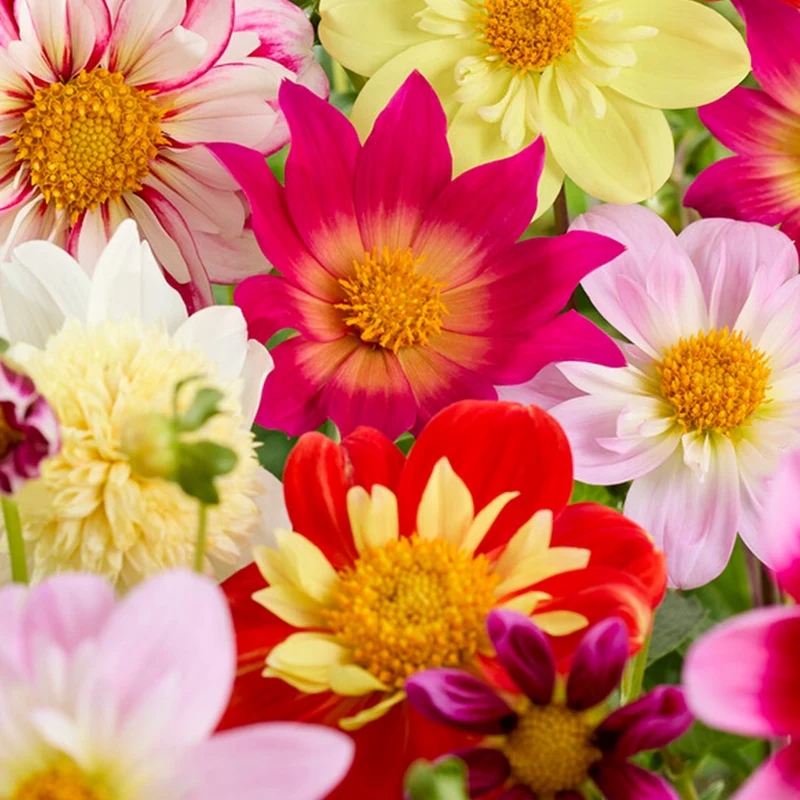 Dahlien-Mix 'Collarette'