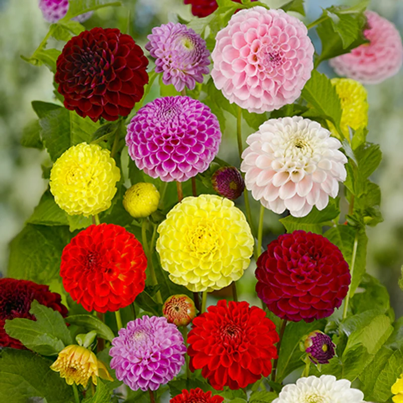 Dahlien-Mix 'Pompon'