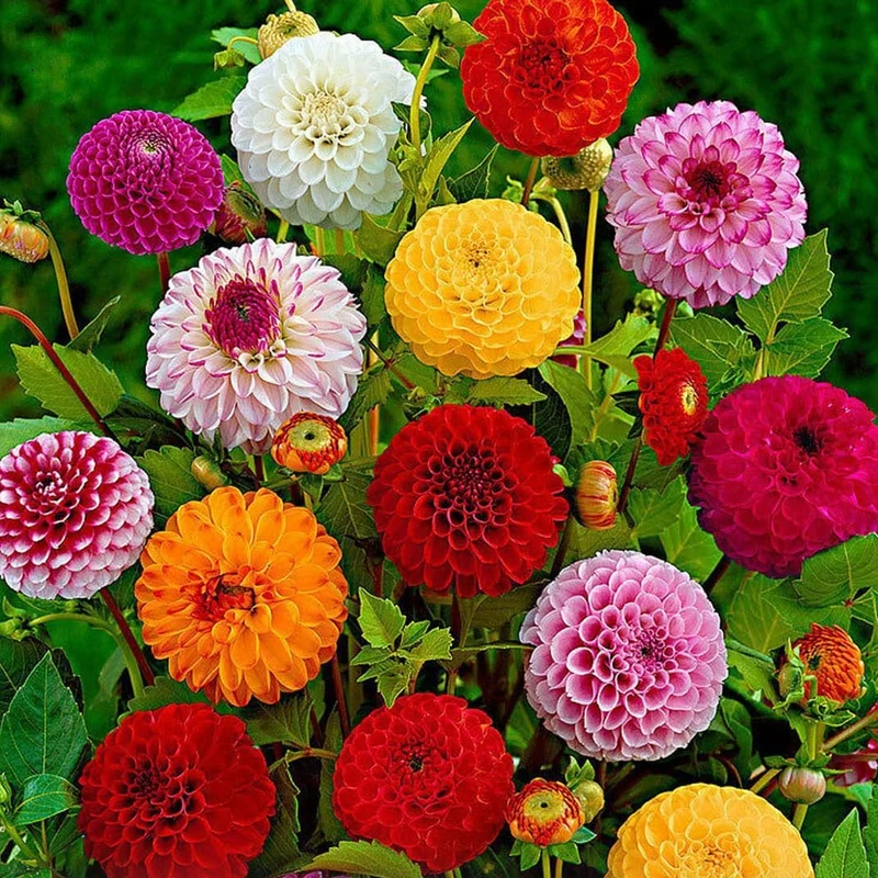 Dahlien-Mix 'Pompon'