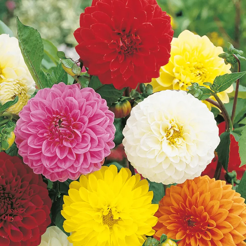 Dahlien-Mix 'Pompon'
