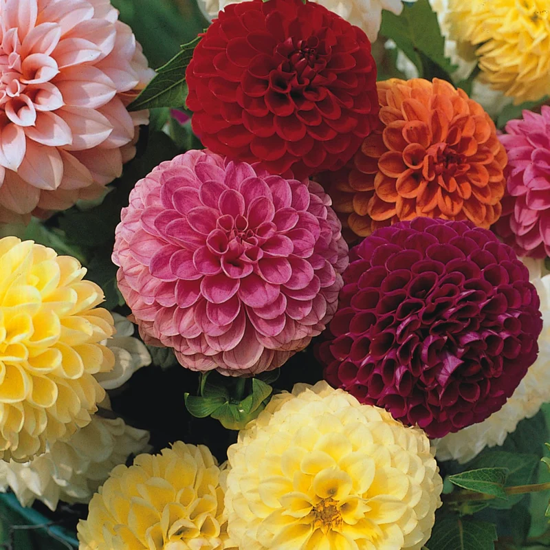 Dahlien-Mix 'Pompon'