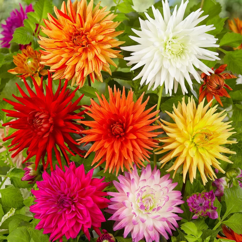 Dahlien-Samen 'Cactus' Mix