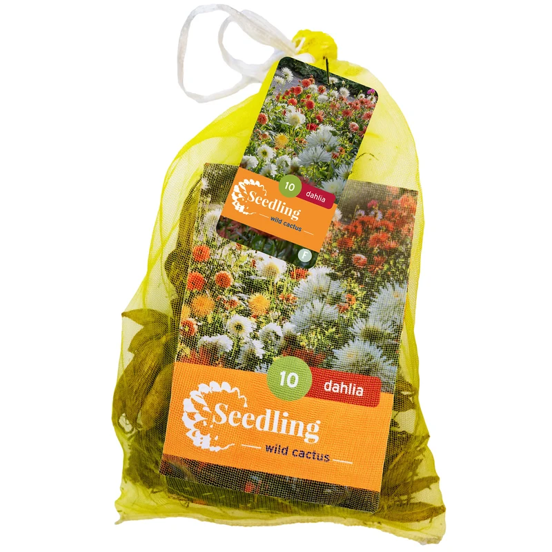 Dahlien-Samen 'Cactus' Mix