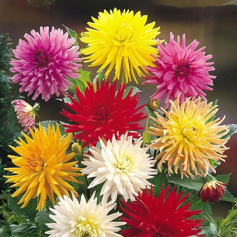 Dahlien-Samen 'Cactus' Mix