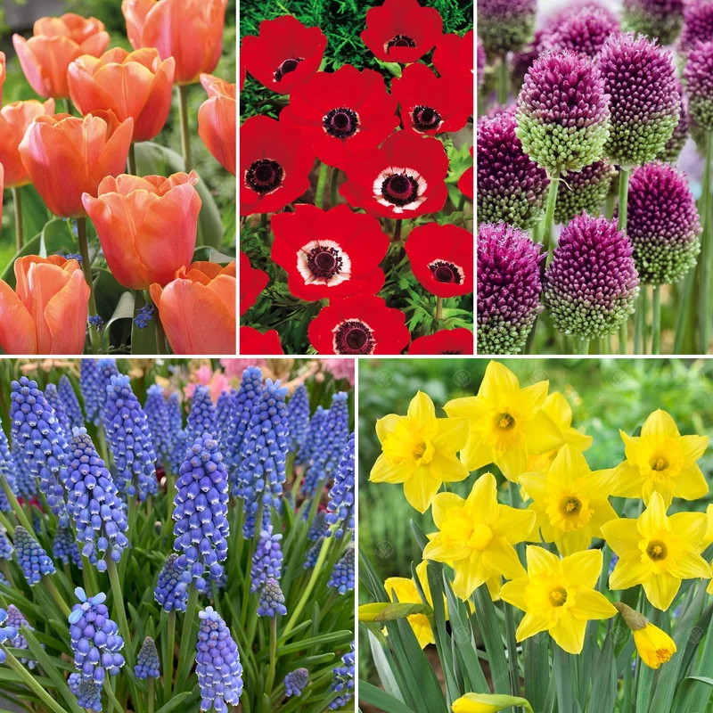 Bunter Blumenzwiebel-Mix