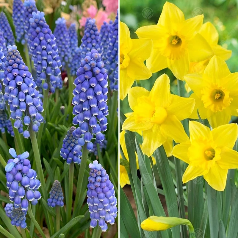 Bunter Blumenzwiebel-Mix