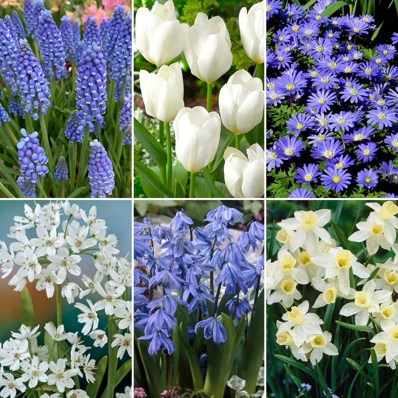 Blumenzwiebel-Mix Blau