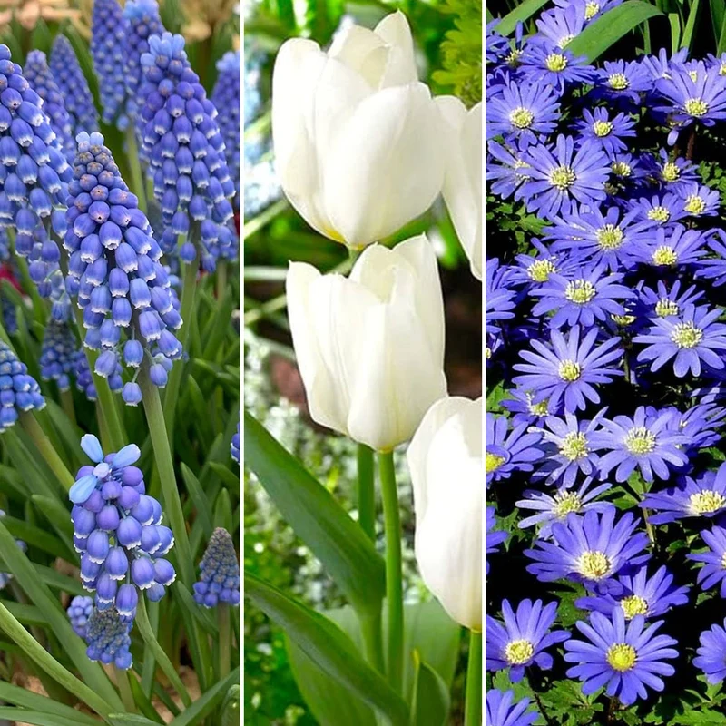 Blumenzwiebel-Mix Blau
