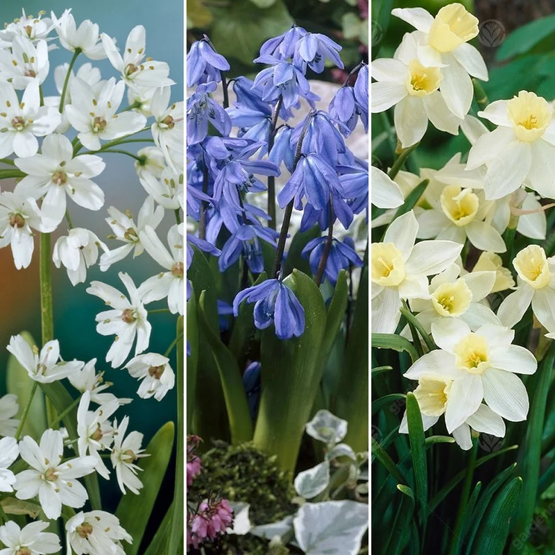 Blumenzwiebel-Mix Blau