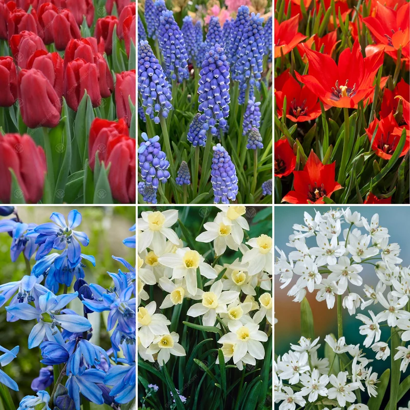 Blumenzwiebel-Mix aus Holland