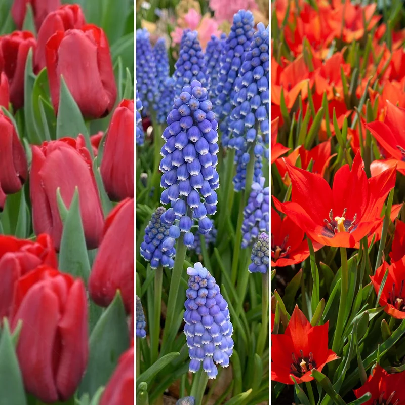 Blumenzwiebel-Mix aus Holland