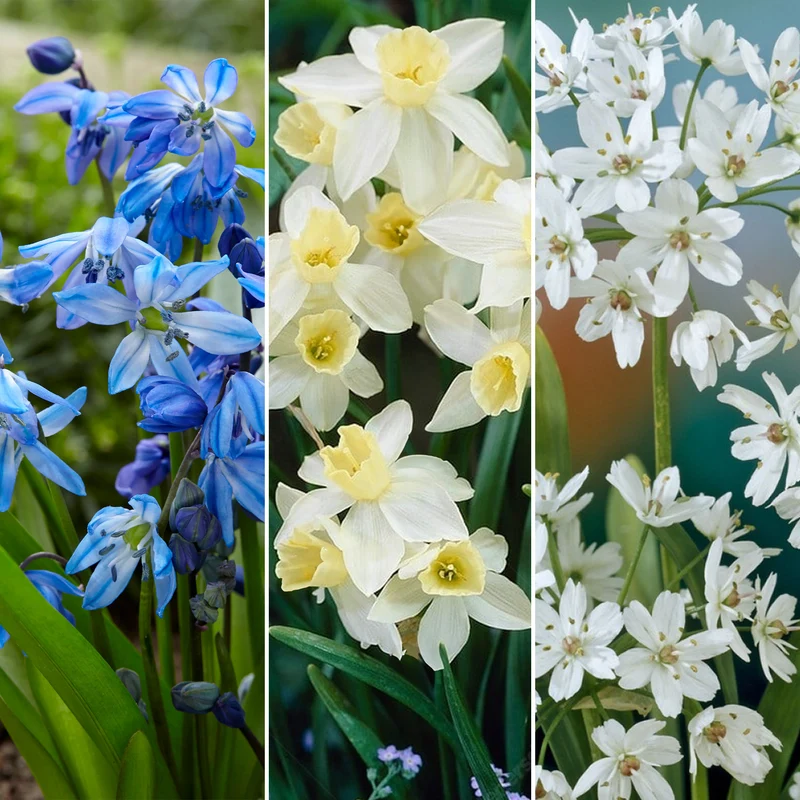 Blumenzwiebel-Mix aus Holland