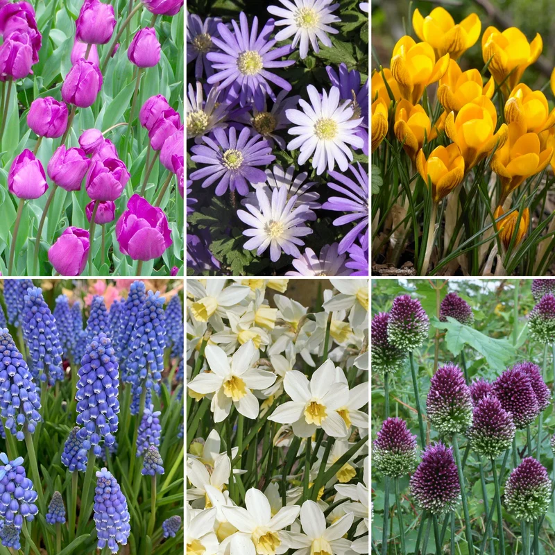 Blumenzwiebel-Mix