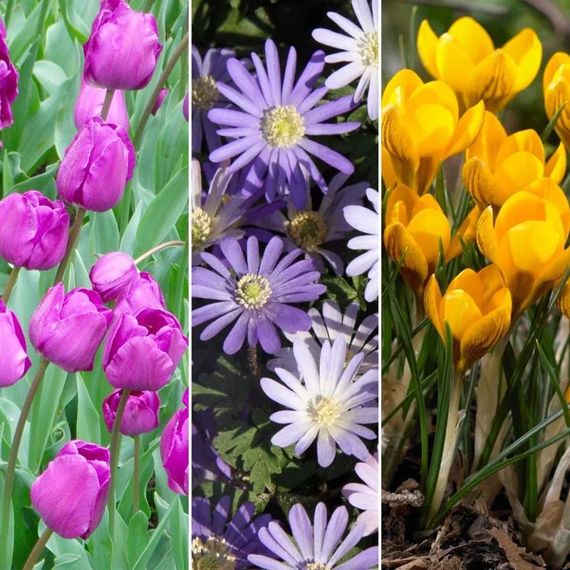 Blumenzwiebel-Mix
