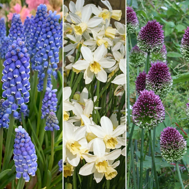 Blumenzwiebel-Mix