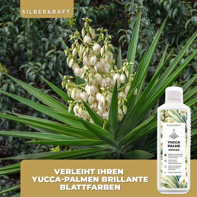 Yucca Dünger - Mineralischer NPK Flüssigdünger mit Stickstoff - Dünger für Yucca Palmen - Palmlilie düngen - Yucca Rostrata Dünger