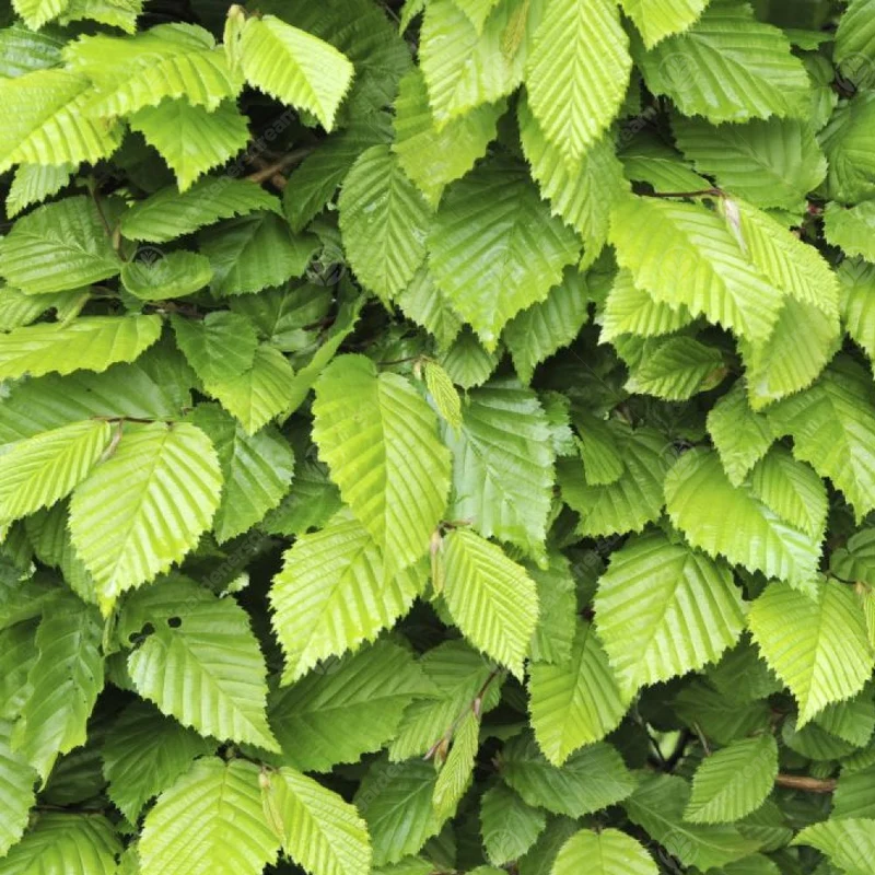 Hainbuchenhecke