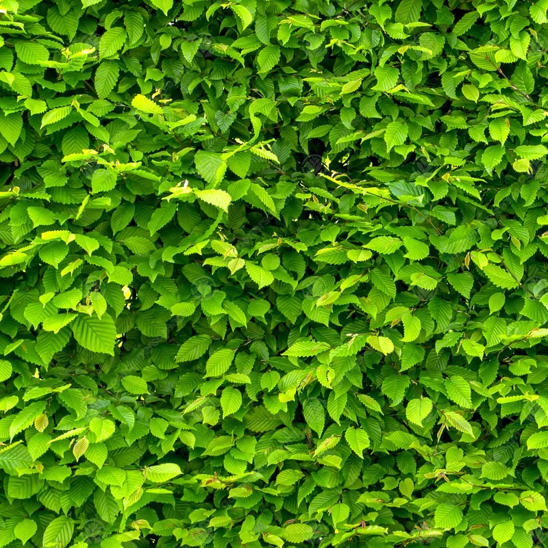 Hainbuchenhecke